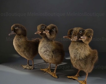 Real Little Black Duck Specimen, Collectibles Study DIY Special Gifts, Kids Scientific Educational Toy 1:1 Real, Decorative Ornaments
