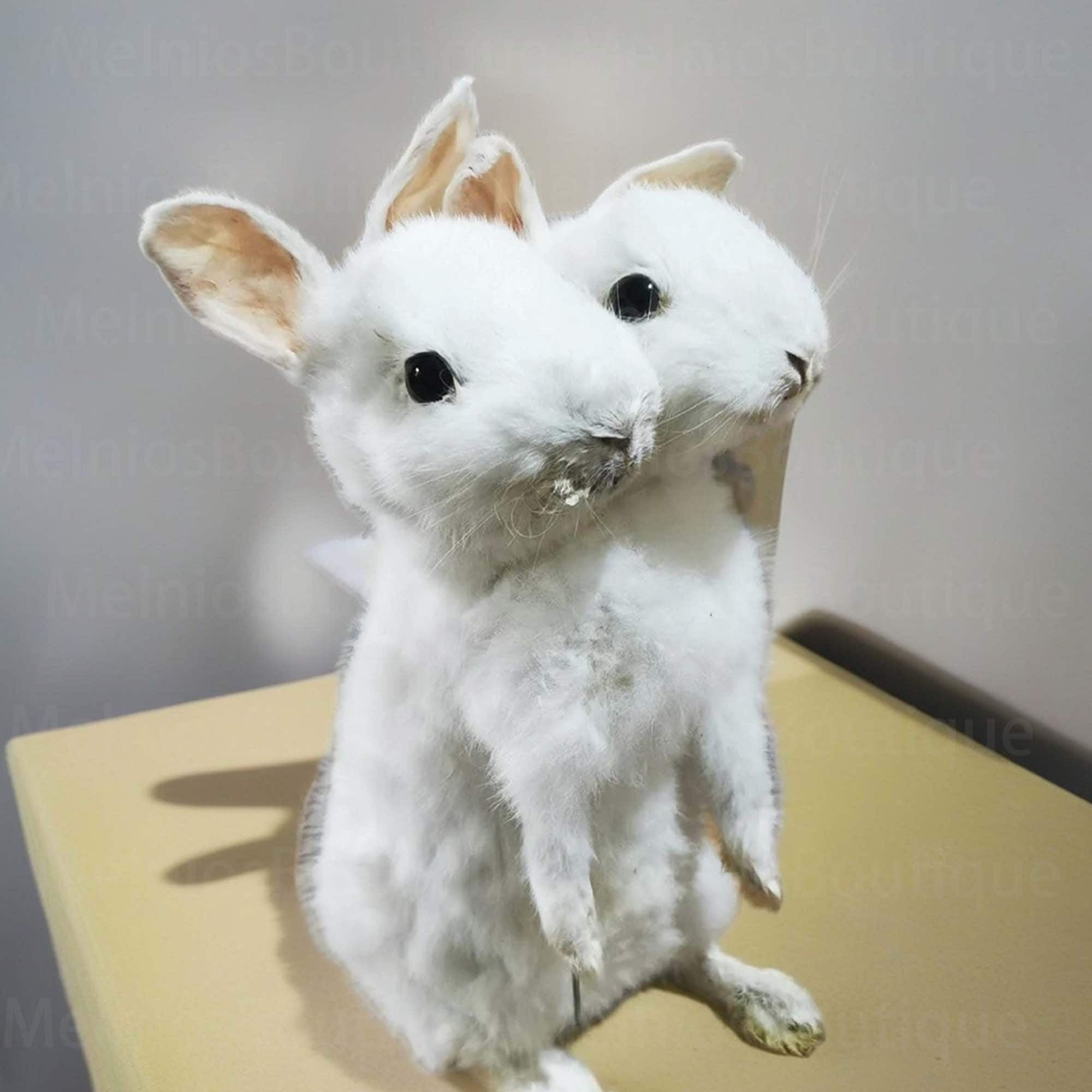 Thriller Two-headed Rabbit Handmade Taxidermy Collection Science