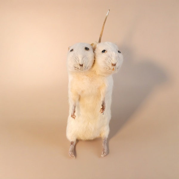 Two-headed Mouse Taxidermy,Mouse Rodent Taxidermy,Real Taxidermy Mouse,Home Decor Ornament,Cute Mouse Gift,Surprise Birthday Gift,Funny Gift