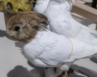 Braunes Kaninchenkopf-Muster, weißes Tauben-Muster, Vogel-Tauben-Muster