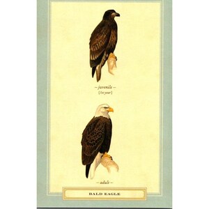 Cartão postal - Águia americana (Haliaeetus leucocephalus) por David Sibley