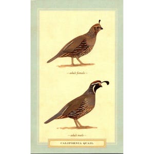Cartão postal - Codorna da Califórnia (Callipepla Californica) por David Sibley