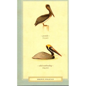 Cartão postal - Pelicano-pardo (Pelecanus occidentalis) por David Sibley