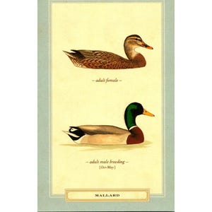 Postkarte - Stockente (Anas platyrhynchos) von David Sibley