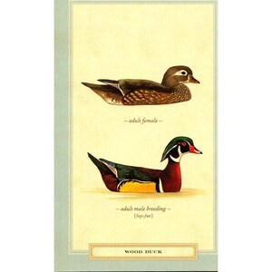 Cartão postal - Pato-carolino (Aix sponsa) por David Sibley
