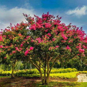 Crape Myrtle