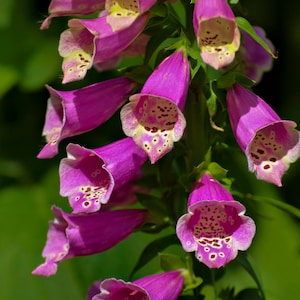 May include: A cluster of pink foxglove flowers with white and brown spots. The flowers are in bloom and have a bell-shaped appearance.
