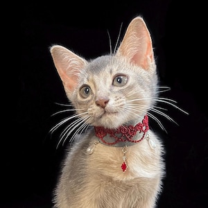 Może przedstawiać: Szare i brązowe kocię abisyńskie w czerwonym koronkowy kołnierzyku z perłą i czerwonym kamieniem szlachetnym.