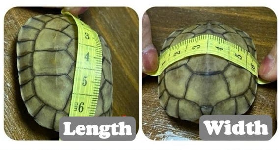 Handcrafted Custom-Knit Clothing and Costume Styles for Turtles/Tortoise, Personalized Turtle Apparel/Sweaters | Tortoise Fashion