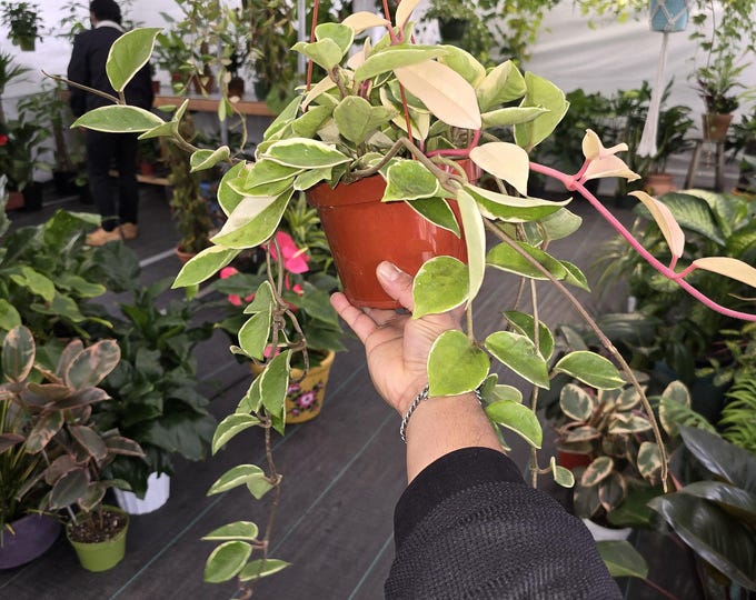 The 6 inch Pot - Variegated Hoya Tri Color Carsona "Krinsom Queen" Long strings - Get similar to the picture