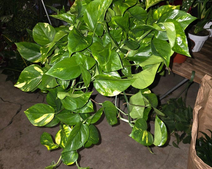 The 6 Inch Pot - Big|Xl Green Pothos Air Purifier For Your Indoor 1 Foot Strings At Least - Get Similar To Picture Or Bigger!