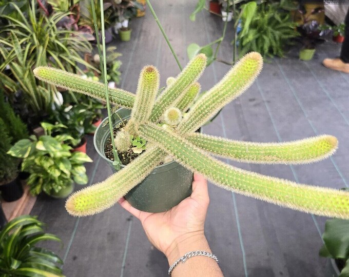 The 6 inch Pot - Monkey's Tail Live Cactus Cleistocactus Colademononis Hanging Pot #013