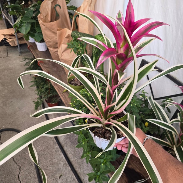 6" Pot- XL- 2ft -Variegated Bromeliad Guzmania - aka Purple Stripes -Variegated Foliage - Beautiful indoor plant - Get similar to the picfue