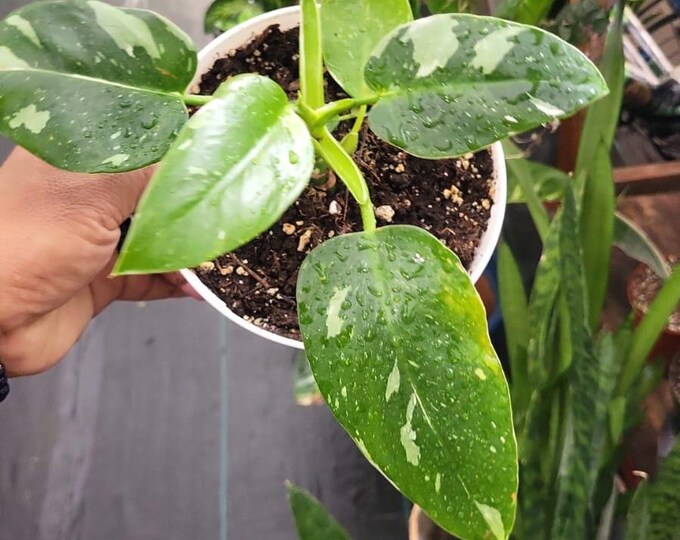The 6 inch pot - White Wizzard Philodendron plant - Get similar to the picture