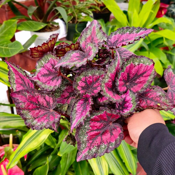 6" Pot - Raspberry Beret, Begonia Rex, 4 inch Painted-Leaf Winter Begonia, Unique Homegrown Exclusive, Variegated - in USA