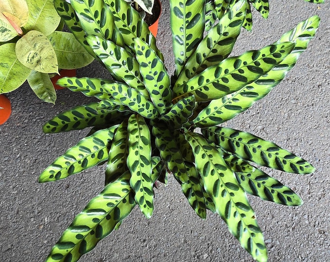 The 6 Inch Pot - XL Big Live Plant Sword Live Calathea Lancifolia,Rattlesnake, Prayer Plant, Rattle Snake - Get Similar As Picture!