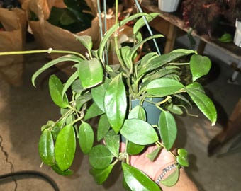 The 6 inch pot - Hoya Carnosa Green - Gives beautiful flowers- low maintenance easy care - Get similar to the picture