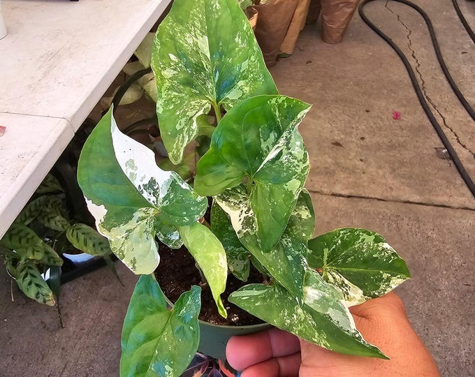 The 4 inch Pot -Syngonium Podophyllum Albo-Variegatum - Get similar to the picture