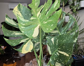 Root in moss, 5-6 leaves - Monstera Thai constellation- indoor shadow plant - Get similar as picture