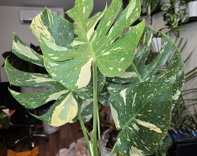 Root in moss, 5-6 leaves - Monstera Thai constellation- indoor shadow plant - Get similar as picture