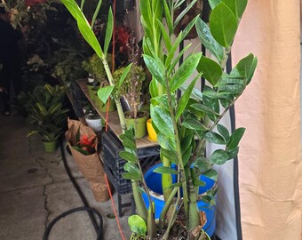 The 6 Inch Pot - Green Zz Plant Indoor Plant Air Purifier- Get Similar
