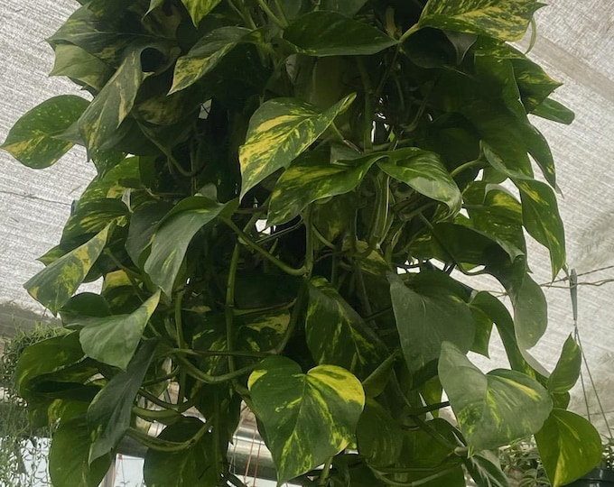 The 10 Inch Pot - Green Jade Golden Pothos XL Bushy Plant, Haning Pot - Get Similar To The Picture