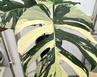The (Ug-07)Root In Moss 4+ Leaves 1Ft Tall Full Plant- Monstera Delisiosa 'Mint' Variegated Rare Plant- Get Similar To The Picture