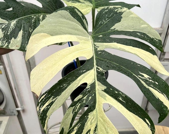 The (Ug-07)Root In Moss 4+ Leaves 1Ft Tall Full Plant- Monstera Delisiosa 'Mint' Variegated Rare Plant- Get Similar To The Picture