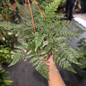 6" Pot - Davallia fejeensis 'Major' Fern hanging pot - get similar to the picture