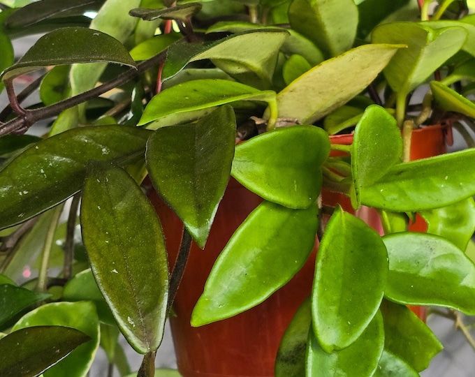 The 6 Inch Pot - XL Hanging, Hoya Carnosa Jade Easy Care - Get Similar To Picture