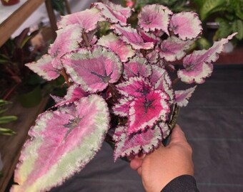 The 6 inch pot - Raspberry Beret, Begonia Rex, Painted-Leaf Winter Begonia - Get Similar