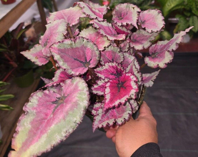 The 6 inch pot - Raspberry Beret, Begonia Rex, Painted-Leaf Winter Begonia - Get Similar