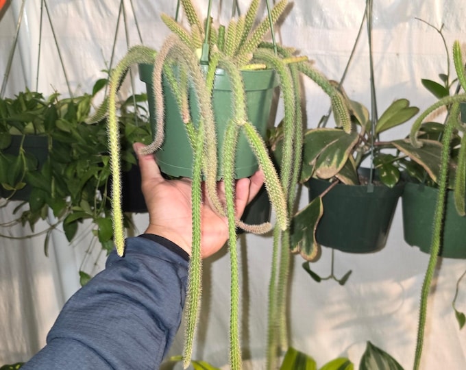 The 6"Pot-Aporocacactus Flagelliformis Rat Tail Cactus Gives Flowers On Spring|Summer- Get Similar To Pic