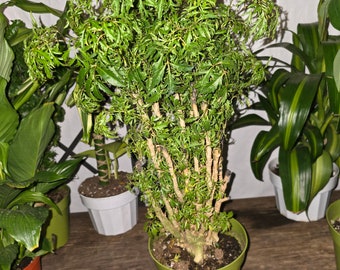 6"Pot - Dwarf Ming Aralia Tree, Mini Bonsai, 6-Inch Pot, Live Houseplant Perfect for Home & Garden- Get similar to picture