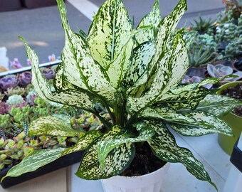 6" pot- Live Aglaonema 'First Diamond' Chinese Evergreen - Good luck plant - Easy care indoor - Similar plant to picture