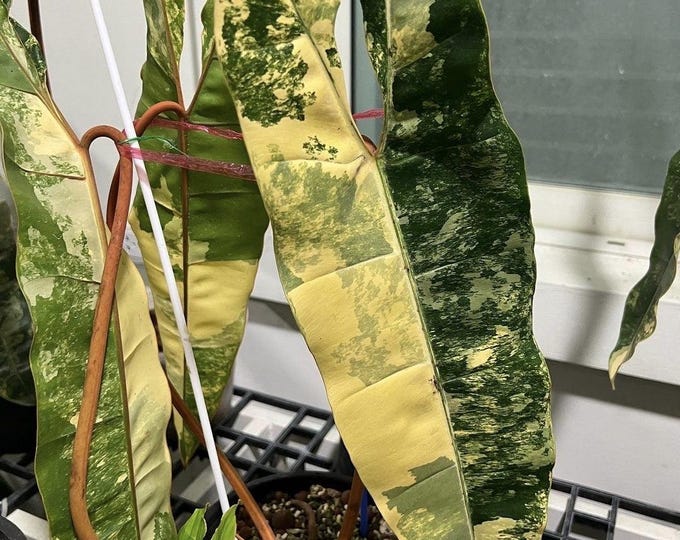 The (Ug-27)Root In Moss 4 Leaves, Full Plant - Philodendron Billietia Variegated Rare Plant- Get Similar To The Picture