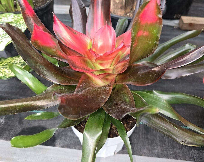 The 6 Inch Pot - XL Live Plant Bromeliad Neoregelia (Medusa) Get Similar To The Picture