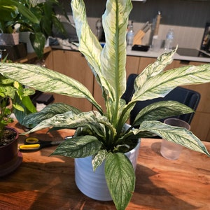 6" Pot- Peace Lily Super Variegated with Ceramic Pot - Get similar to picture(or exact!)