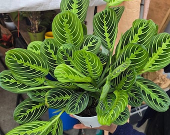 The 6 inch Pot - Lemon Lime Prayer Plant, Lemon Lime Marantha, Popular and Attractive houseplant - Get similar to the picture