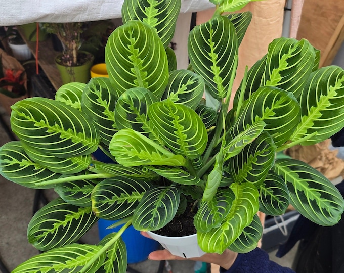 The 6 inch Pot - Lemon Lime Prayer Plant, Lemon Lime Marantha, Popular and Attractive houseplant - Get similar to the picture