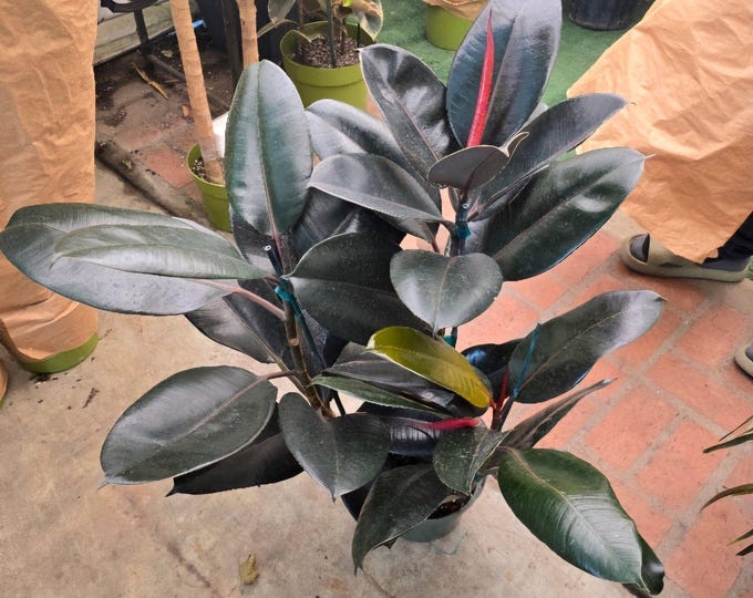 The 8" Pot - XL Size Ficus Elastica "Cabarnet" Variegated Rubber Tree - Get One Similar To Picture