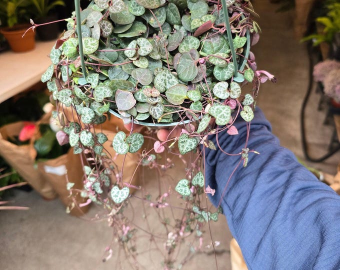 The 6 inch Pot - String of hearts Succulent, beautiful hanging plant indoor and outdoor - Get similar to picture