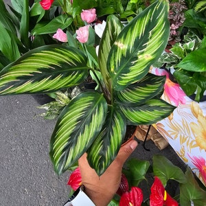 6" Pot - Calathea Beauty Star Air Purifier Beautiful green plant - get similar to picture