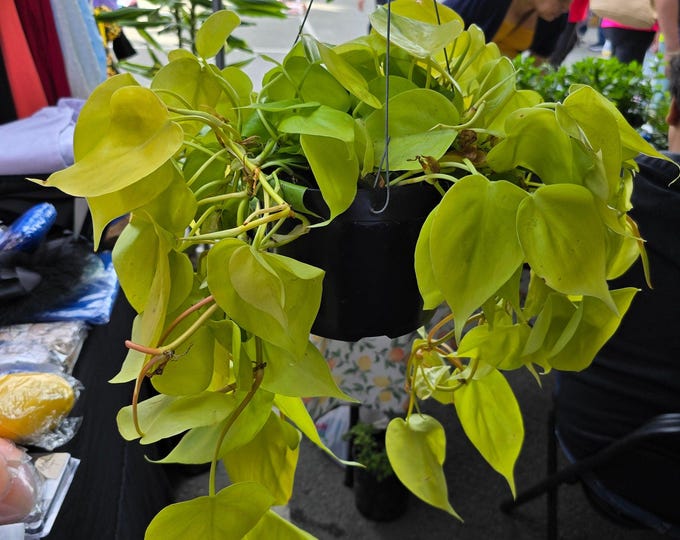 The 6 inch Pot - Big plant Philodendron Neon Cordatum -Easy Care - Get similar to picture!