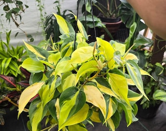 The 6 Inch Pot - XL 5" Strings Or More Brazil Philodendron - Easy To Grow - Low Light - Get Similar To Picture!