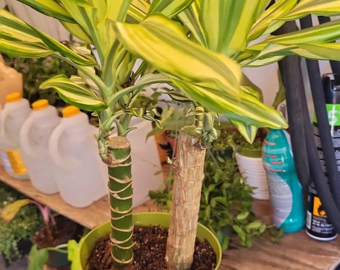 The 6 inch Pot  - Sol Cane Dracaena- Easy to Grow House Plant - Get similar to the picture