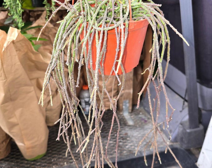 The 6 inch pot -Cynchanum marnierianum|dead stick plant|Bundle of Sticks Plant|good for gift|rare plant- Get similar to the picture