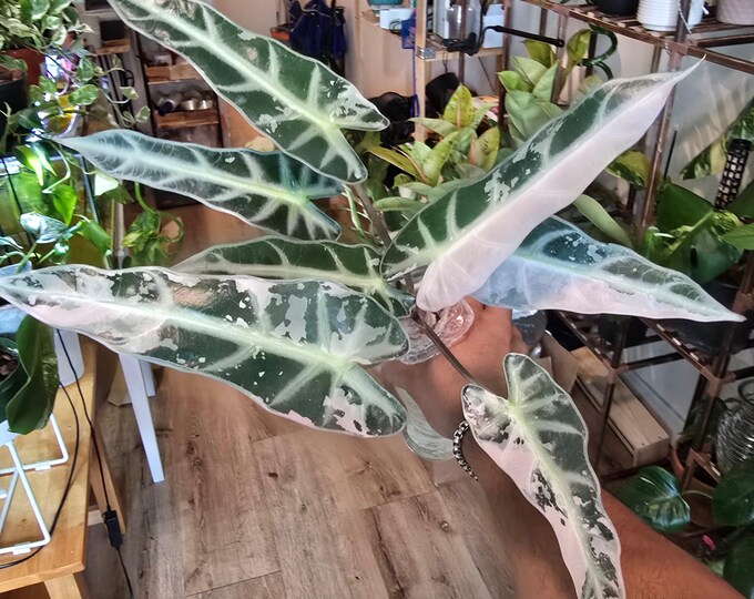 Alocasia 'Bambino' Variegated  Plant Rare Plant- Root In Moss, Get Similar