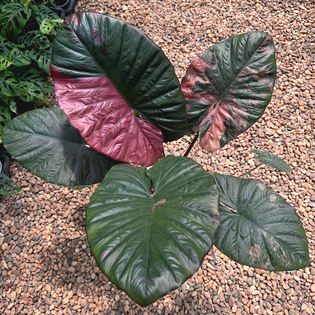 Alocasia 'serendipity' XL Variegated Rare Plant, Get Similar to