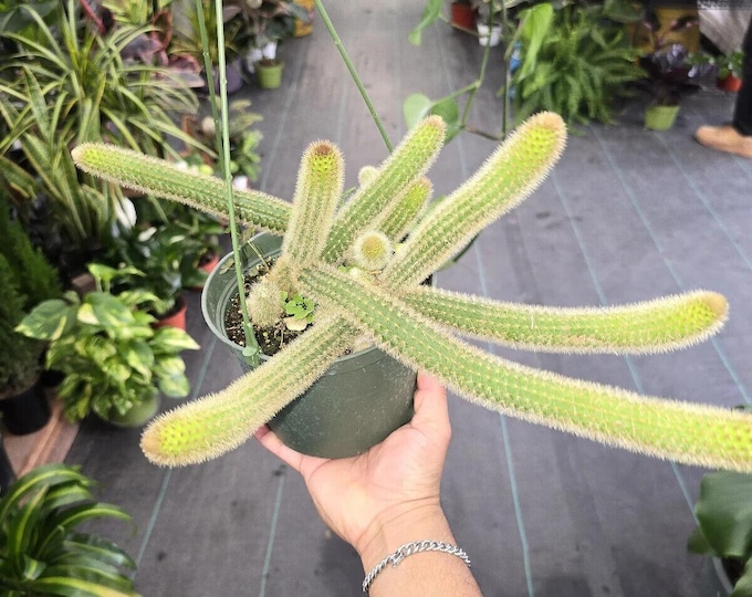 The 6 inch Pot - Monkey's Tail Live Cactus Cleistocactus Colademononis Hanging